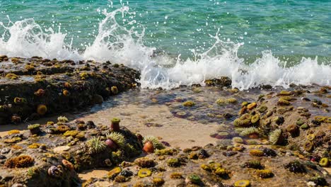 a serene coastal scene: tide pools teeming with life and colorful marine organisms amidst dynamic ocean waves