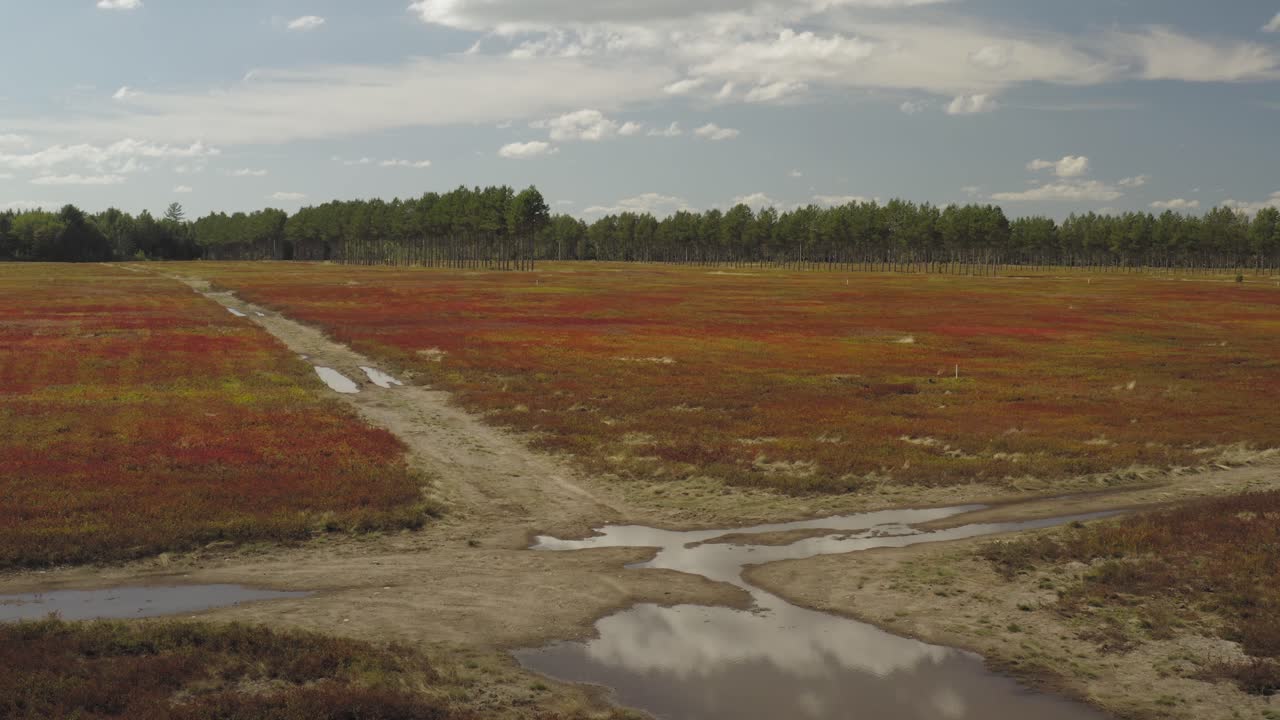 esquina del campo abundancia de cultivo de arándanos después de la cosecha aérea cinematográfica