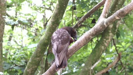 a kaka bird on a tree branch