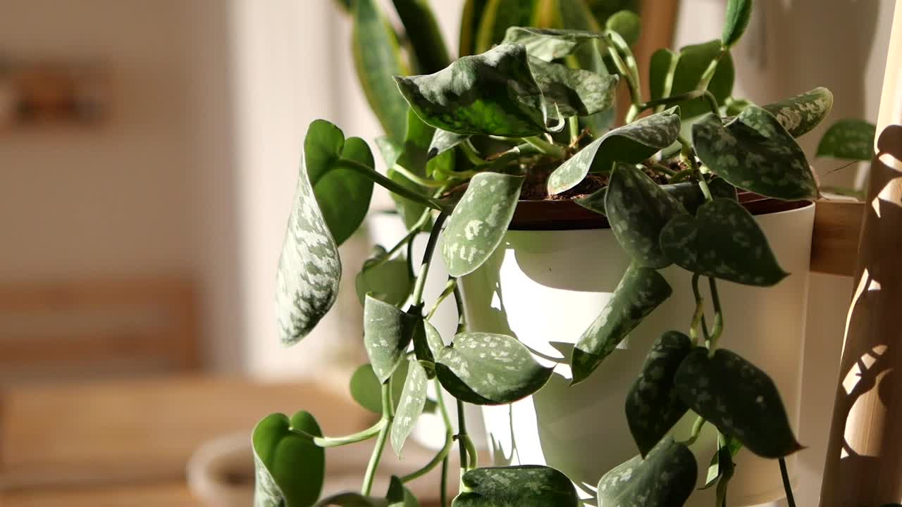 日差しの中の鉢植えスキンダプサス・ピクタス観葉植物（シルバーリーフ）