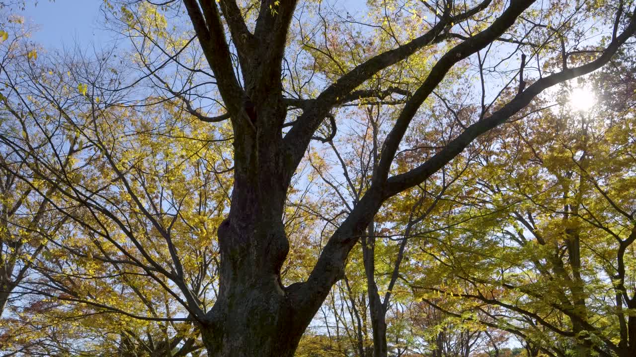 hermoso color amarillo vibrante de otoño árbol de ginko con llamarada solar