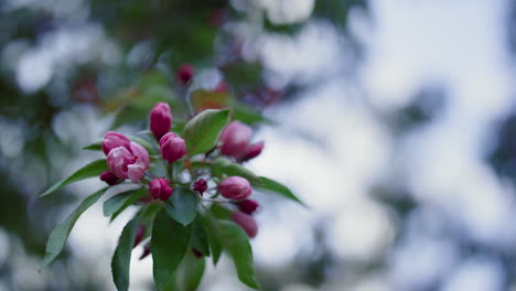 closeup pink tree flowers blossoming against white sky. warm evening in park.