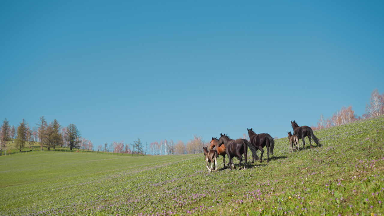 Cavalli con piccoli puledri corrono lungo un prato lussureggiante su una collina