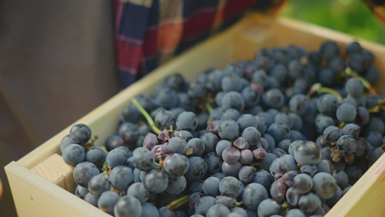 Hand picking grapes from a wooden crate