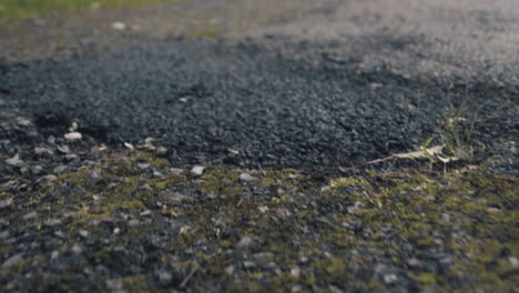 moss growing on a rough asphalt road