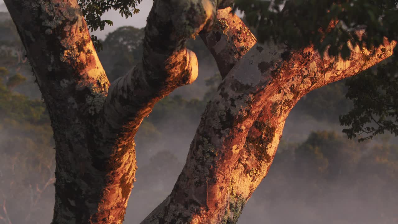 In Peru, evening mist drifts over Tambopata’s rainforest, glowing with rich and vivid color hues.