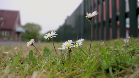 camille flowers in the wind on the grass in front of the fence close-up