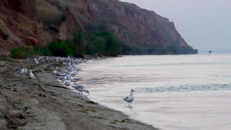 seagulls on the beach in the morning close up