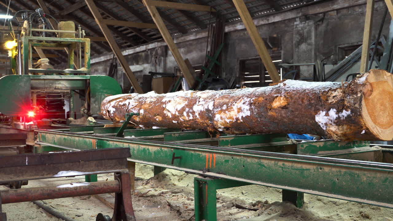 Tronco de pinho pronto para ser cortado em serraria, pessoa trabalhando, sistema de medição a laser.