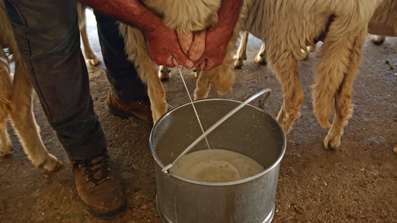 농부는 강철 양동이에 신선한 양 우유를 모으고 모션 샷을 닫습니다.
