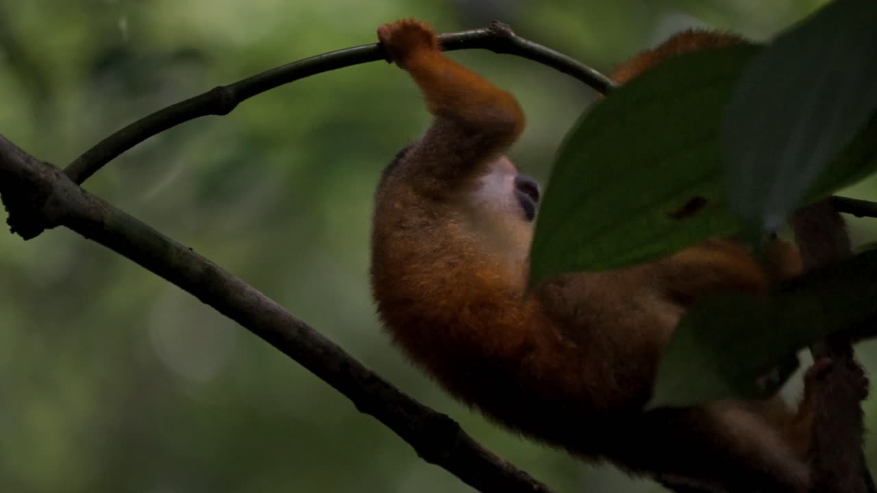 Lively view of two Squirrel Monkeys playing on branches in Sirena Sector, Corcovado, Costa Rica. The scene captures their playful interaction amidst lush tropical forest
