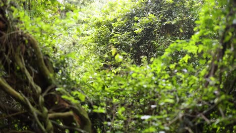 Dense green foliage and twisted vines create a vibrant forest scene under soft natural light