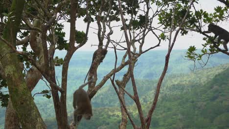 slow-motion shot of wild monkeys