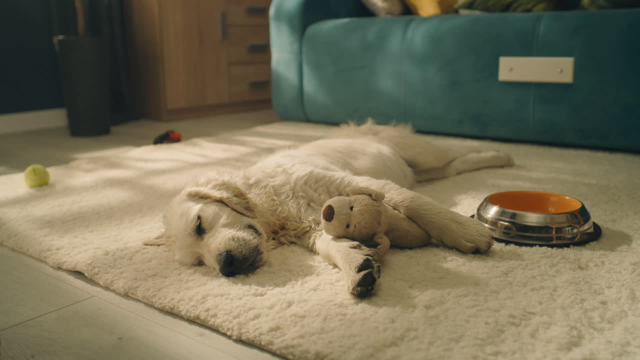 Golden Retriever Puppy Sleeping on a Carpet