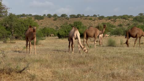 dromedary camels are grazing in the tharparkar desert in sindh, pakistan