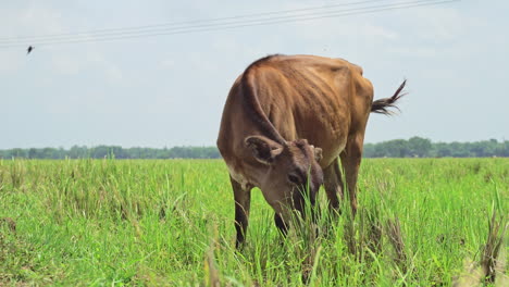 Junge-Kuh-Grast-Auf-Der-Grünen-Wiese