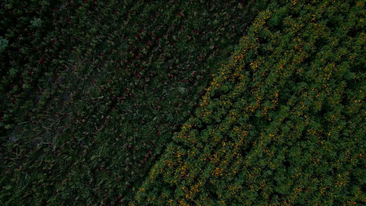 campo de siembra con zángano de flores de cempasuchil