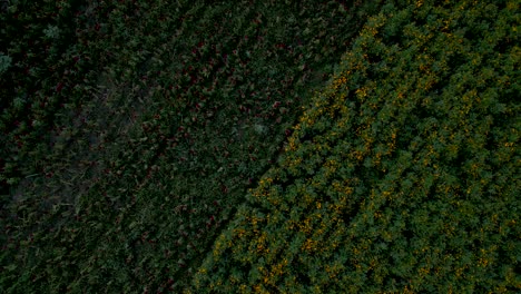 field of planting with drone of flowers of cempasuchil