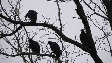 Four-Black-Vultures-perch-and-groom-themselves-in-a-tree