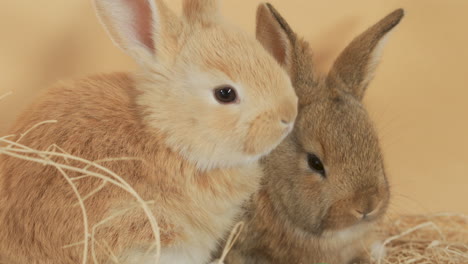 Porträt-Von-Zwei-Babyhasen,-Die-Sich-Aneinander-Kuscheln-Und-Mit-Der-Nase-Wackeln---Nahaufnahme-Eines-Hochwinkel-Porträts