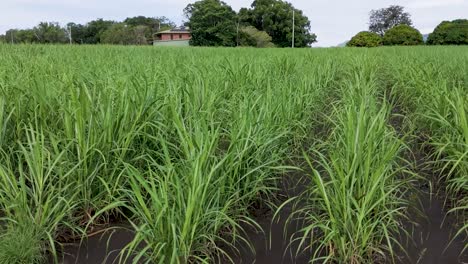 close-up view of lush sugar cane rows with trees and a distant building in the background.