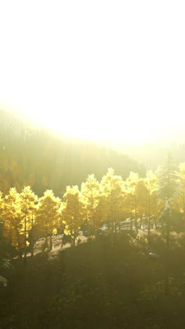 golden light through the trees in a misty forest