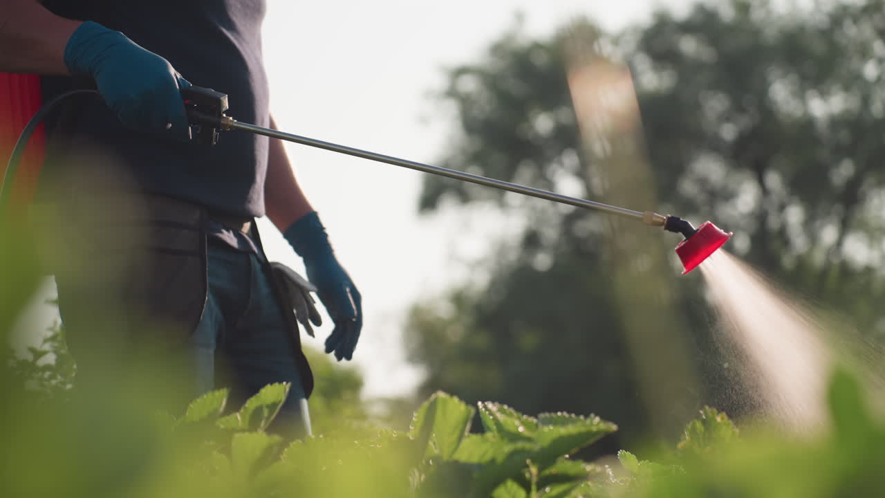 side view of gardener wearing mask and gloves spraying fumigating plants with backpack sprayer while looking at camera in bright field for pest control