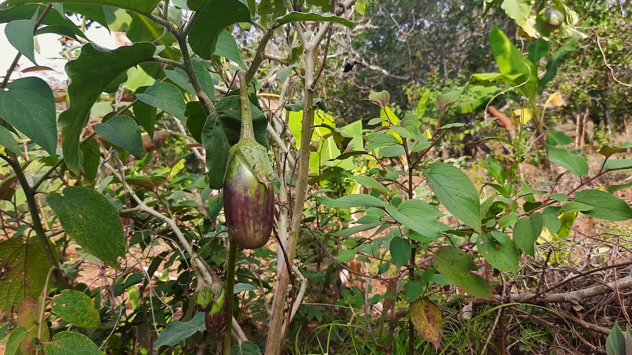 paisaje con frutos de berenjena en desarrollo en la planta.