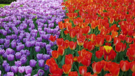 purple and red tulips in keukenhof park the netherlands