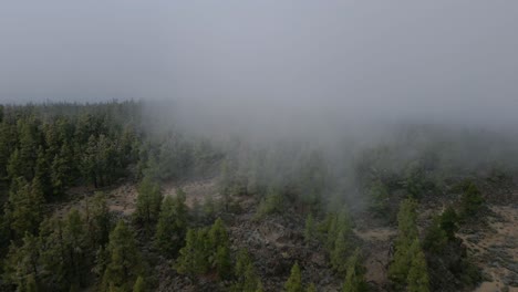 foggy national park el portillo bajo not far from vulcano teide on tenerife, spain