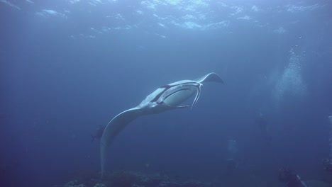 manta ray swimming over coral reef with scuba divers watching in background