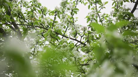 springtime apple blossoms in garden