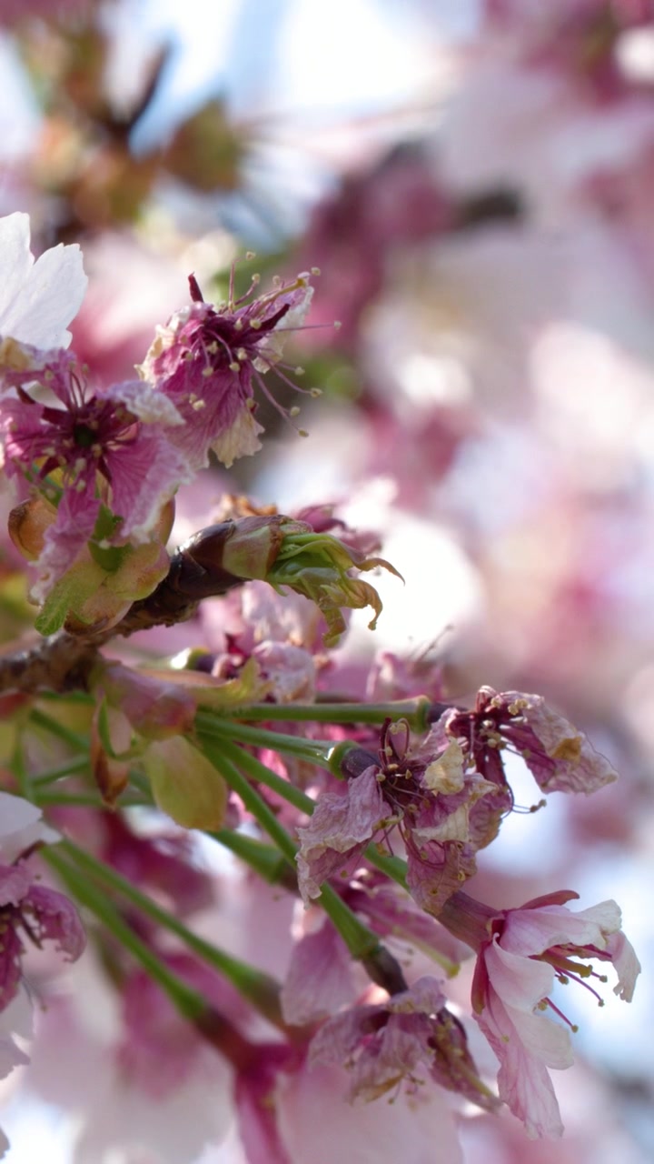 Foto makro bunga sakura merah muda yang mekar bergoyang lembut di dahan di Tokyo, Jepang