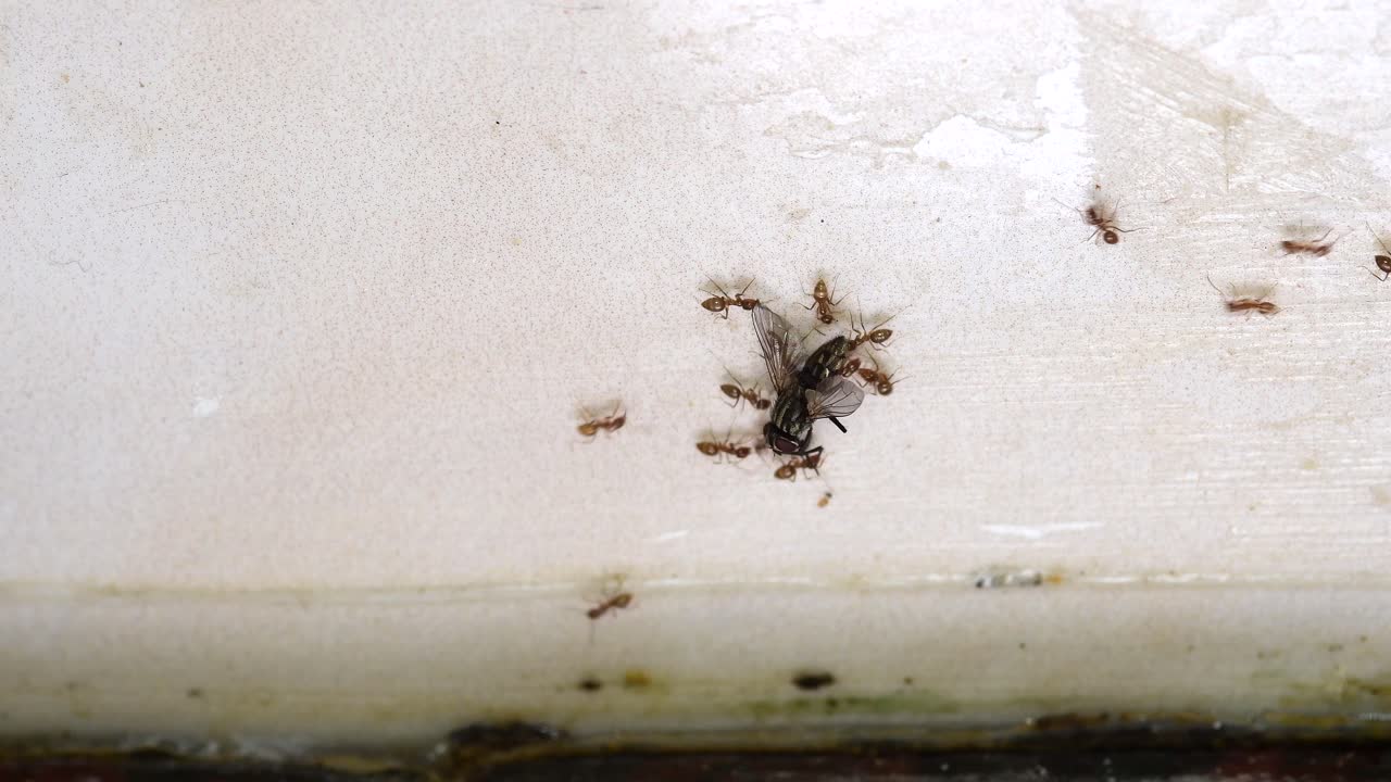 한 무리의 붉은 개미가 죽은 파리를 부엌 벽 너머 둥지로 옮기고 있다