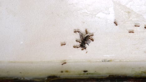 un grupo de hormigas rojas lleva una mosca muerta a su nido sobre la pared de una cocina
