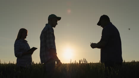 a group of farmers work in the field, communicate and discuss. standing against the backdrop of a field of wheat where the sun sets