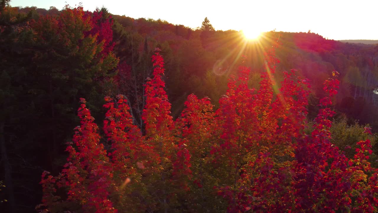 Drone slowly arcing over the treetops of the woodlands located in Montr&eacute;al, Qu&eacute;bec, in Canada