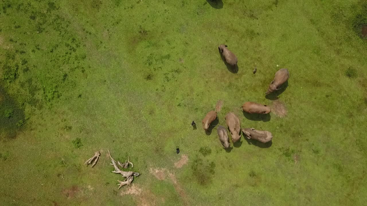 녹색 초원 조감도 상단 샷에 코끼리 무리 가족