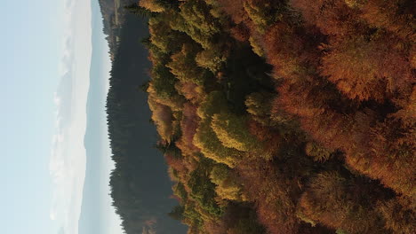 sobrevuelo relajante sobre el hermoso bosque de otoño