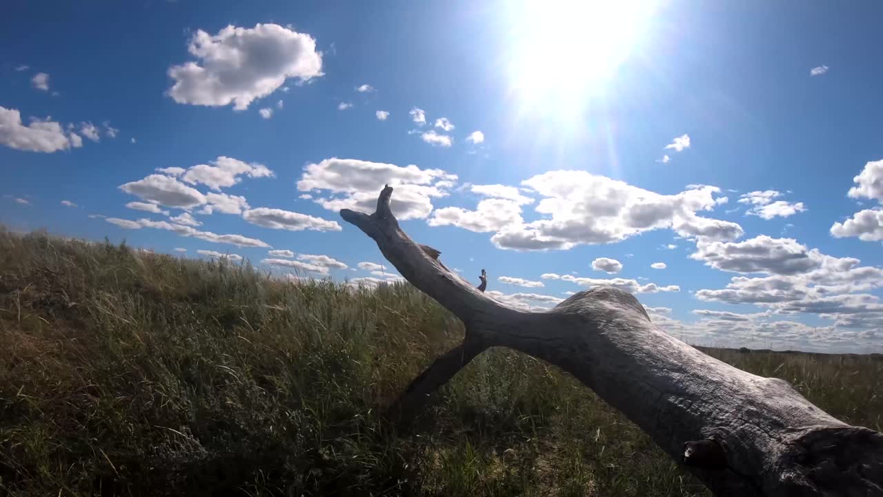 Broken tree branch sitting in the grass, in a field, on a sunny cloudy day