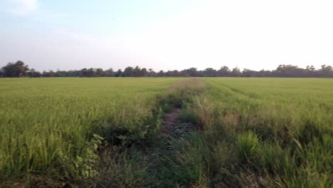 Campo-De-Arroz-Hierba-Verde-Y-Fondo-De-Paisaje-De-Puesta-De-Sol-Con-Escena-De-Movimiento-Panorámico-O-De-Rotación