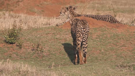 guepardo caminando hacia otros dos guepardos que yacen en la sabana africana