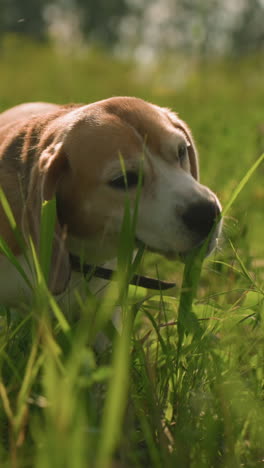 cerca del perro olfateando y tratando de comer hierba en el campo cubierto de hierba bajo la luz del sol, la vegetación rodea al perro mientras explora e interactúa con la naturaleza en un entorno exterior brillante