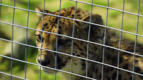 scary-cheetah-is-looking-for-her-prey-locked-her-eyes-and-focus-looking-intimidating-scary-hunter-beautiful-fur-slow-motion