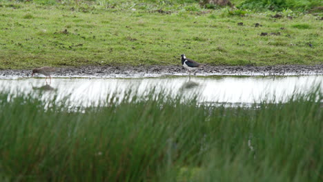 Godwit-grazing-in-shallow-grassy-shore-water-near-Northern-lapwing