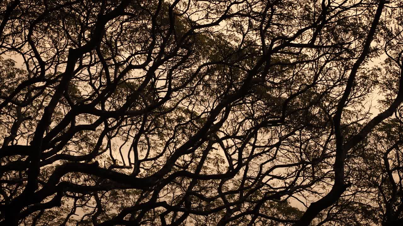 Tree branch silhouette against sunset sky