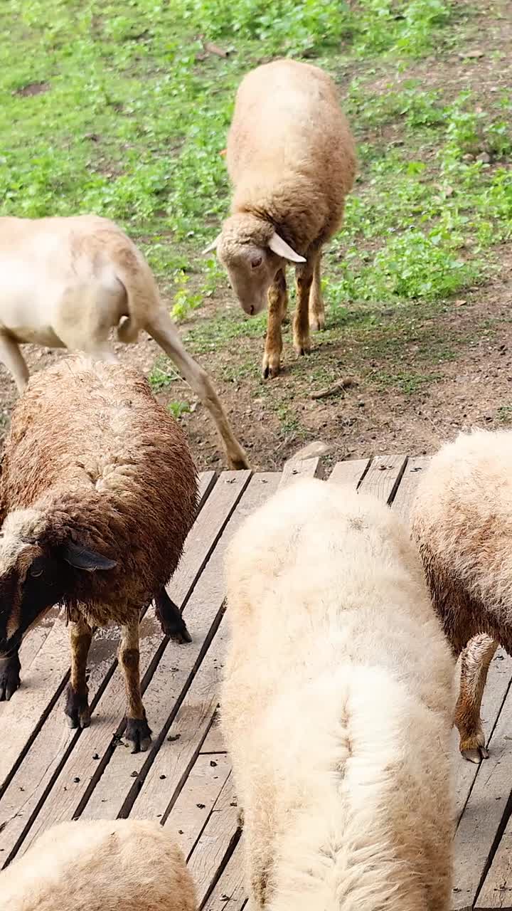 은 다리를 가로지르는 양