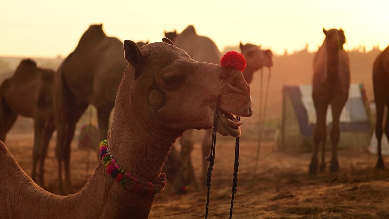 camellos en cámara lenta en la feria de pushkar, también llamada feria de camellos de pushkar o localmente como kartik mela es una feria anual de varios días de ganado y cultural que se celebra en la ciudad de pushkar rajasthan, india.
