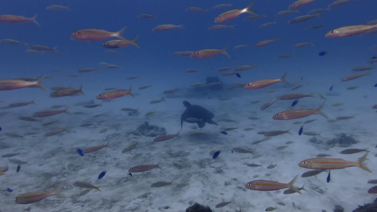 Shoal of goatfish swimming over coral reef with sea turtle in background