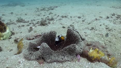 saddleback anemonefish in anemone